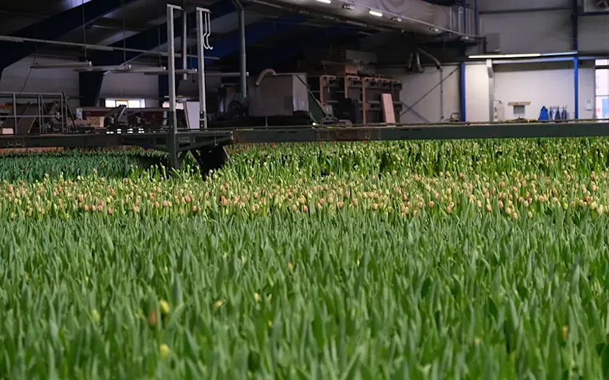 Serre avec des tulipes