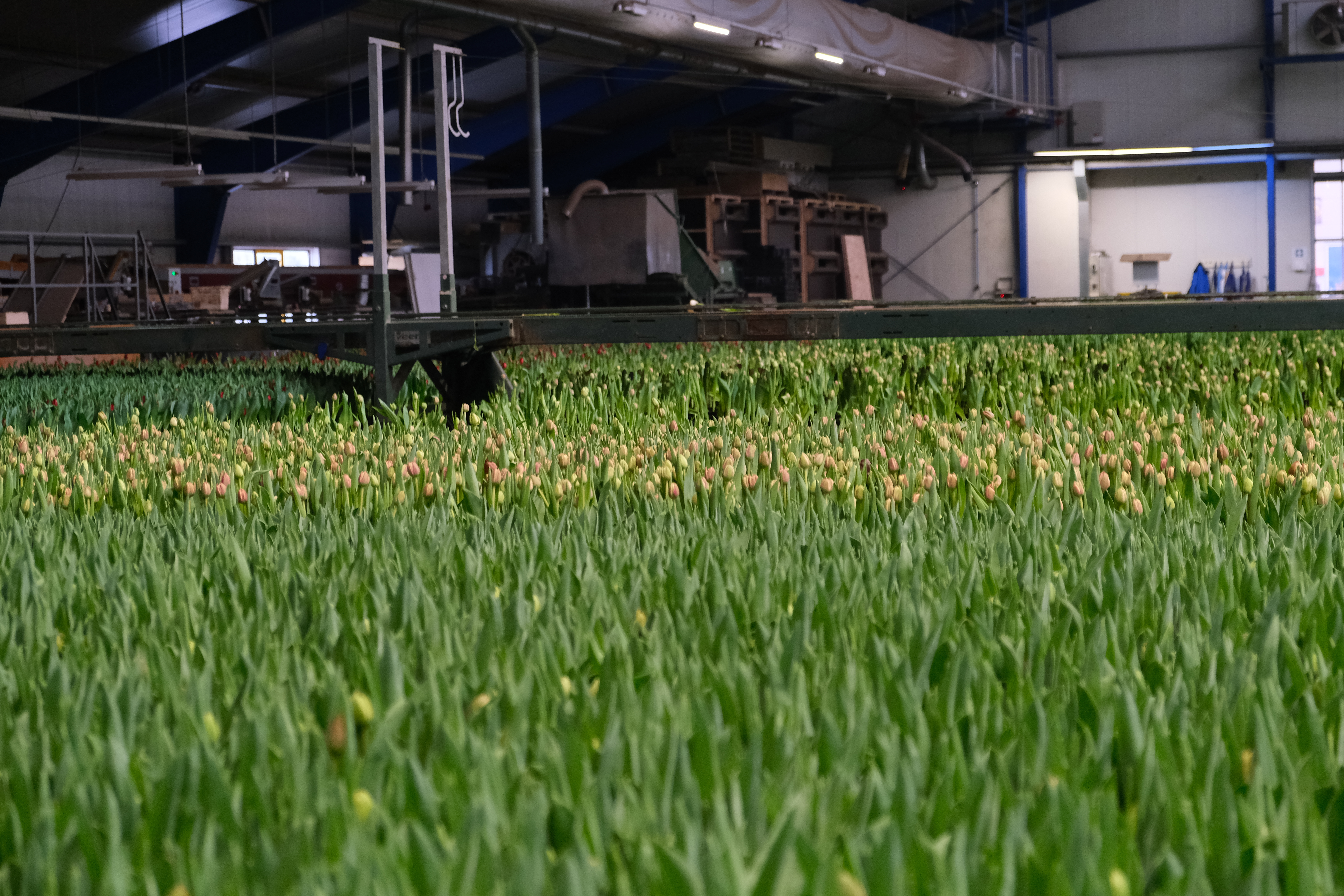 Greenhouse with tulips