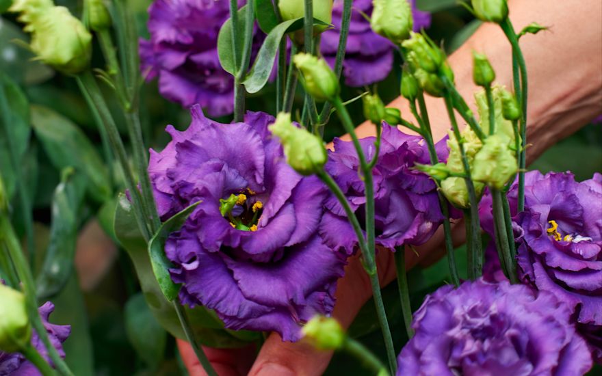 Lisianthus kwekerij floral wholesale online