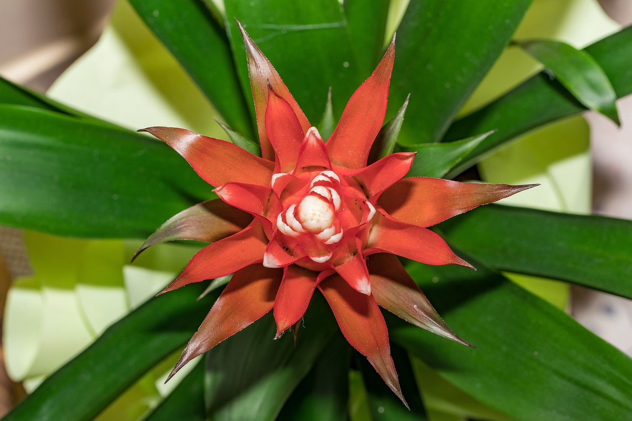 Rød bromeliablomst