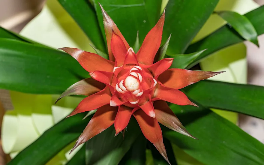 Red bromeliad flower