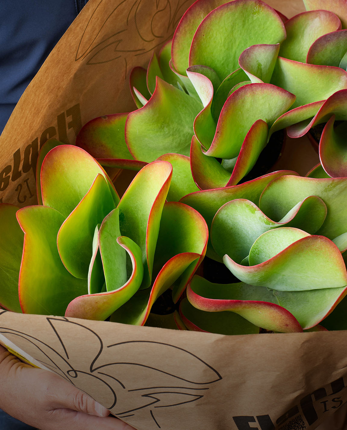 Sukkulente Pflanze Kalanchoe