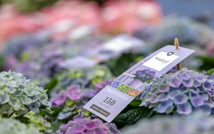 The Mastergrowers Hydrangea 07-24 (1 van 1)-11