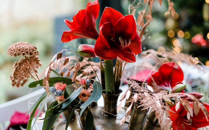 Amaryllis von höchster Qualität - JHL und Vreugdenhil