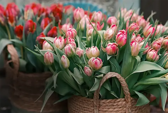 Tulips in baskets