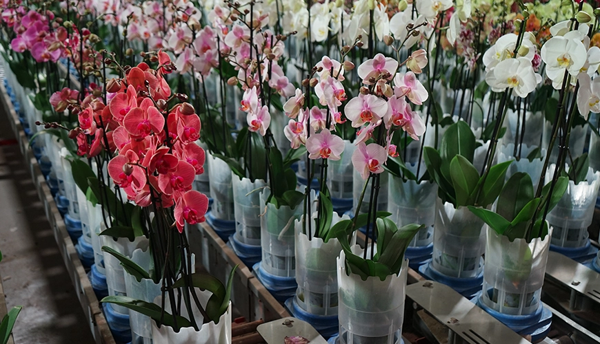 LevoPlant Phalaenopsis close up