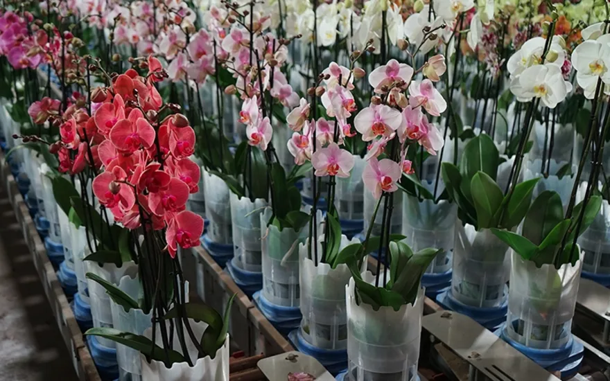 LevoPlant Phalaenopsis close up