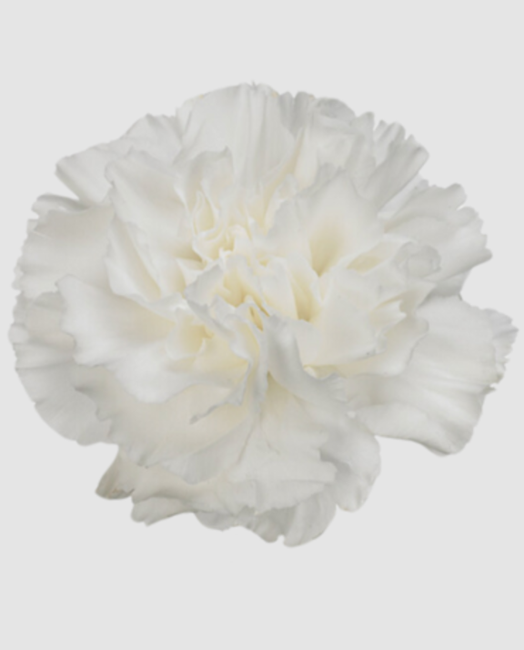 Di St Moonlight White