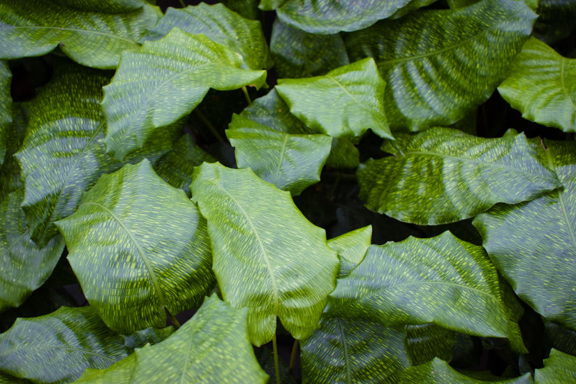 Van der Plas house plants Jogrow-15