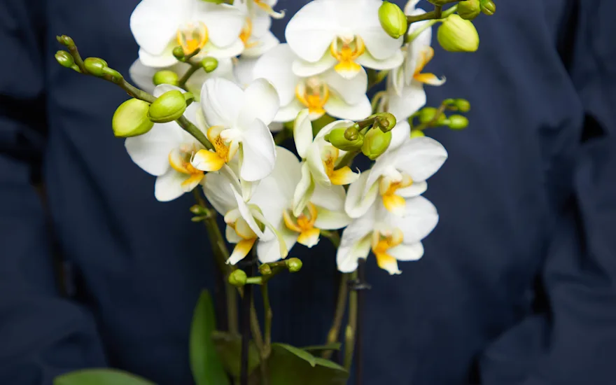 Witte orchidee