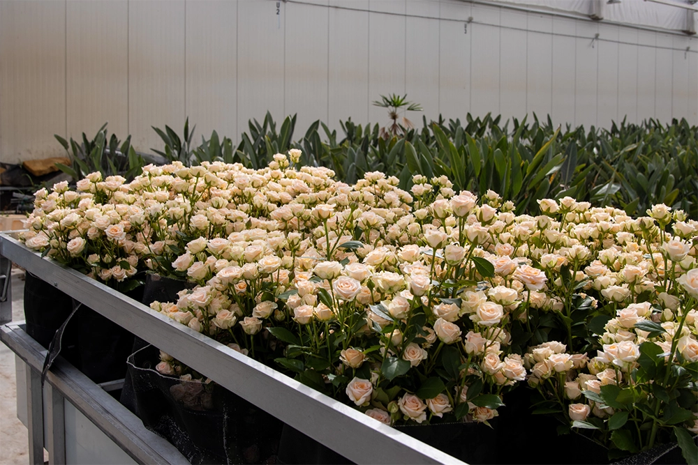 VDP-Fransen-trosrozen-kweker-0725-verkleind-26