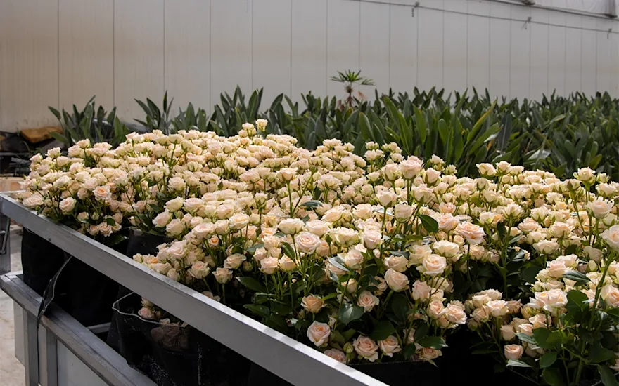 VDP-Fransen-trosrozen-kweker-0725-verkleind-26