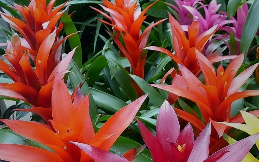 Bromeliad plants orange and pink