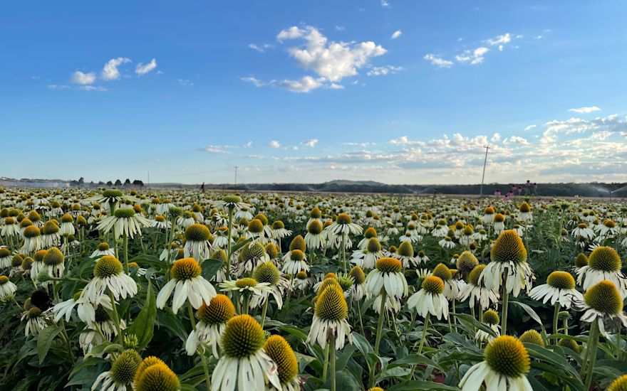 Rotoflowers