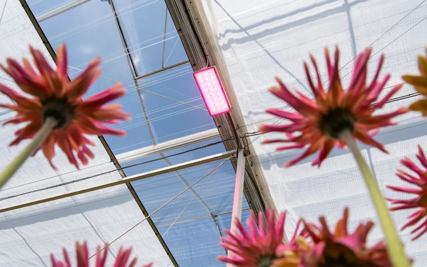 KwekerijDeZuidplas 8952