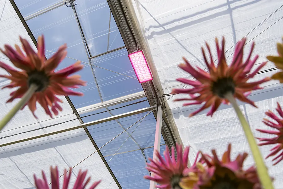 KwekerijDeZuidplas 8952