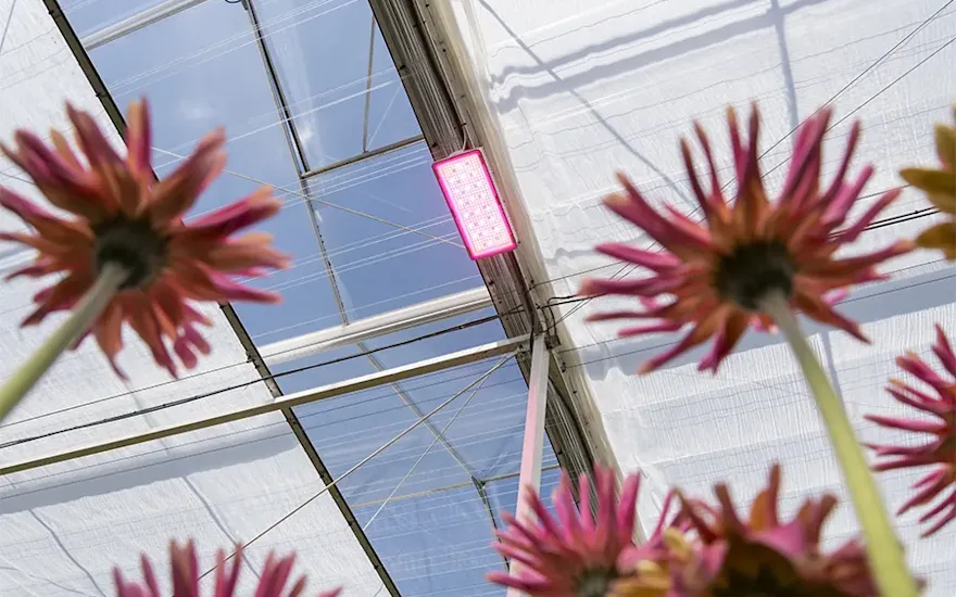 KwekerijDeZuidplas 8952