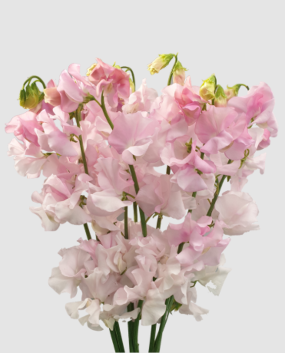 Lathyr Parfum P Pink