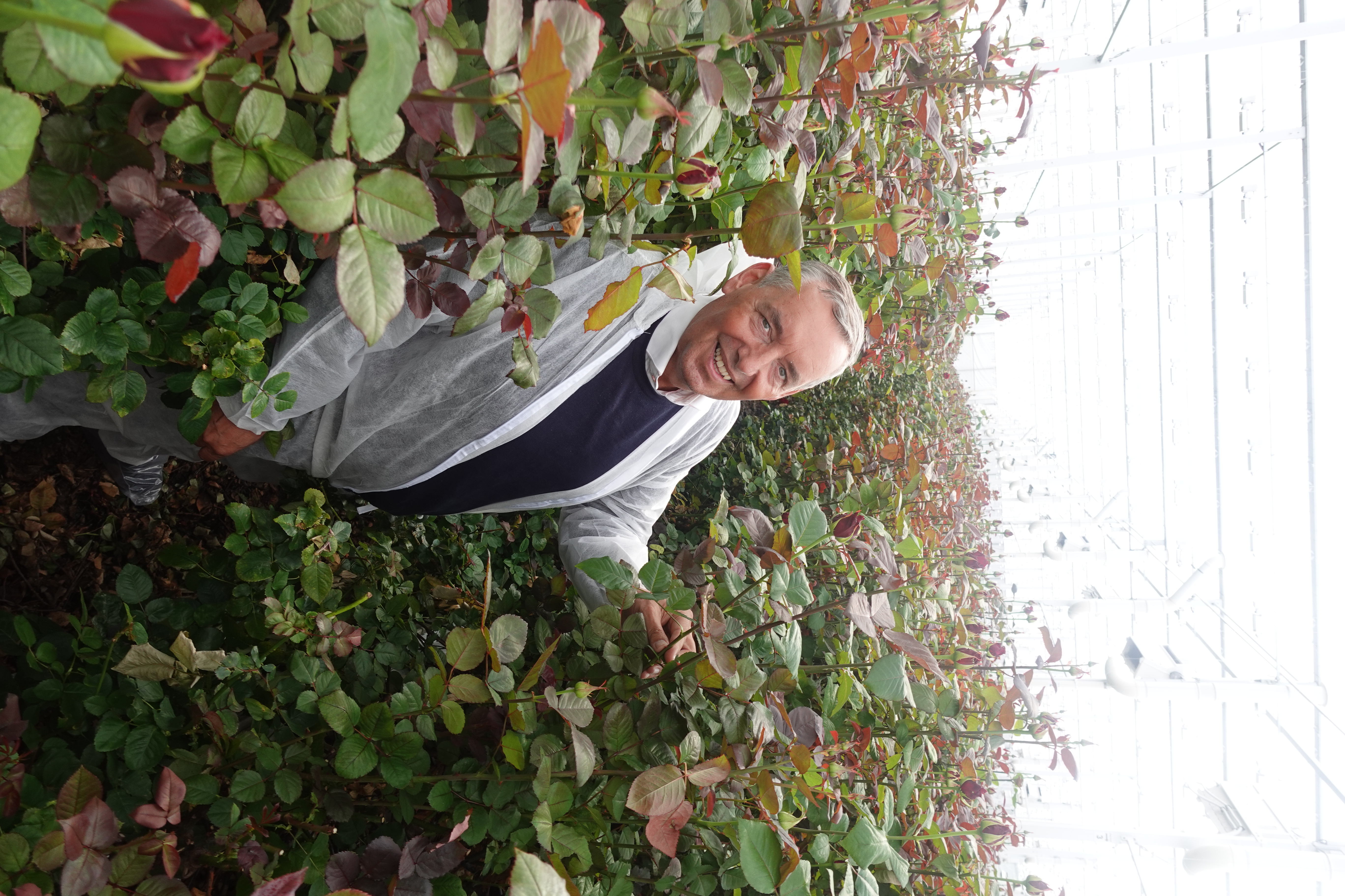 Red roses Porta Nova