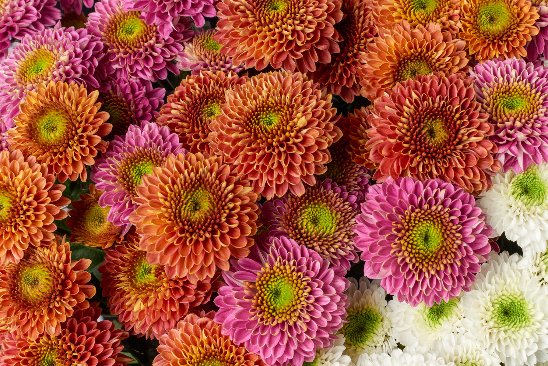 Chyrsanten details tros wit-oranje-roze website B 1124 verkleind