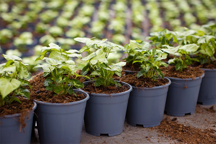 Van der Plas house plants Jogrow-27