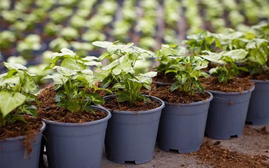 Van der Plas house plants Jogrow-27