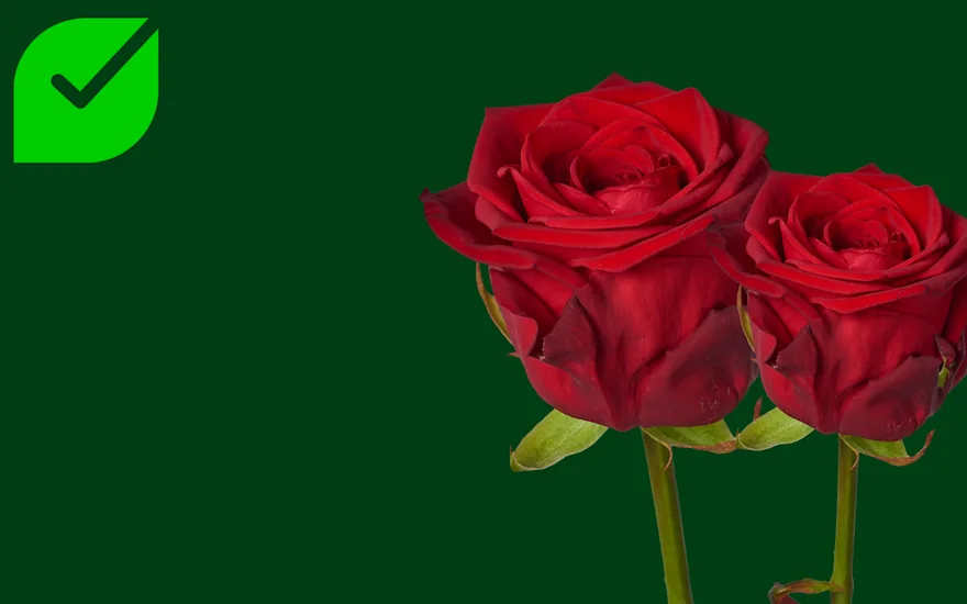 Aad LED.00 00 29 15.Still006-2