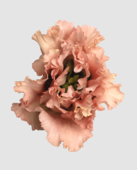 Eust G Alissa L Apricot