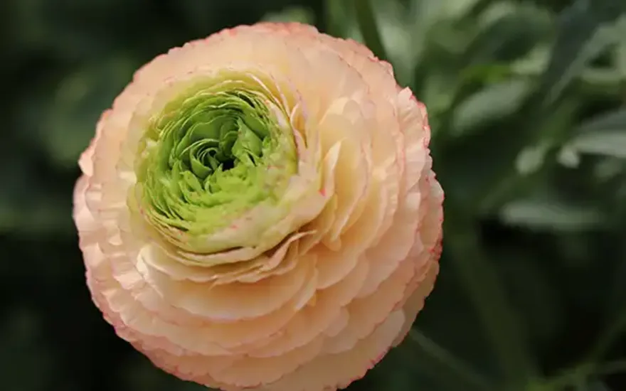 Greenflor: always something surprising