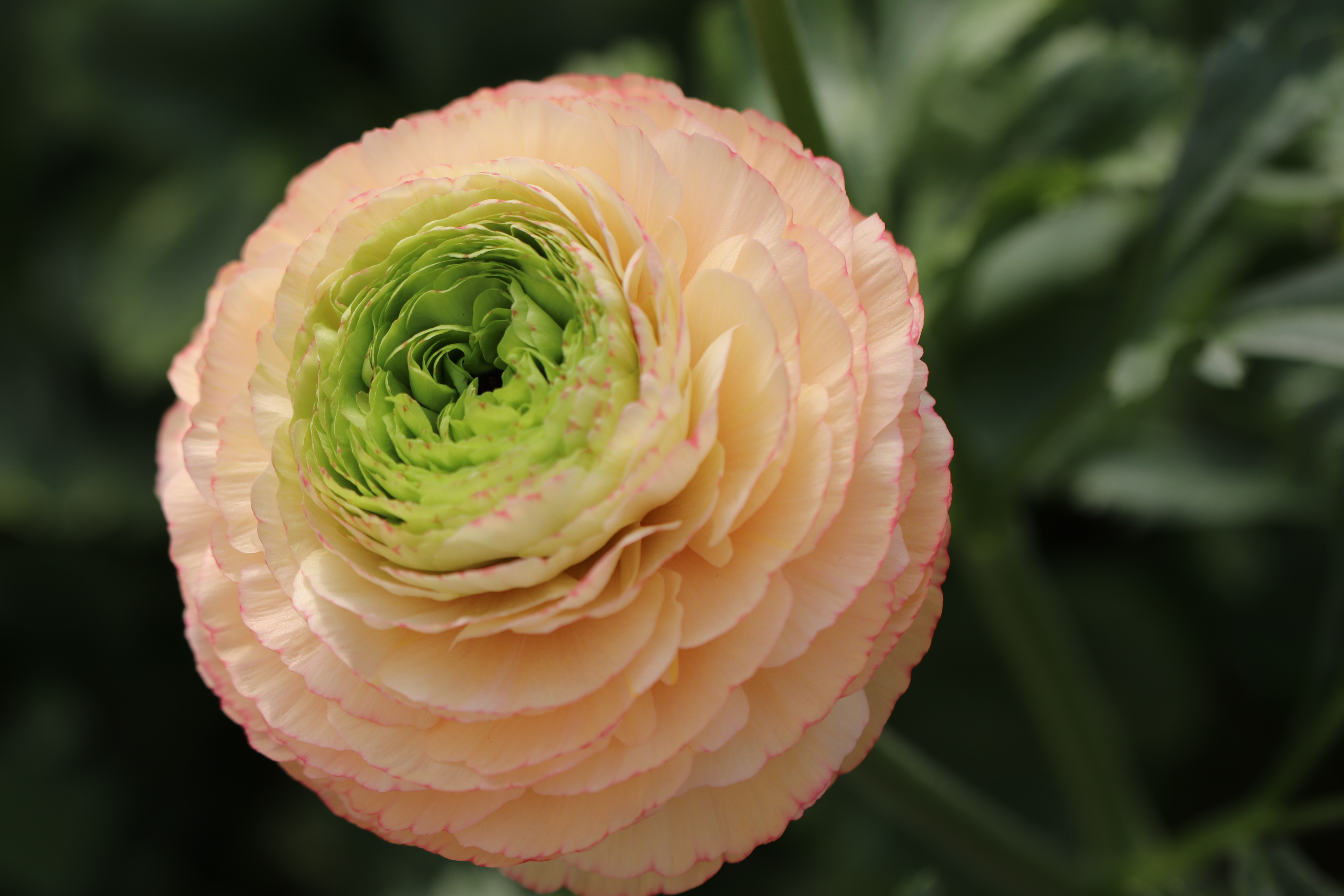 Greenflor: immer etwas Überraschendes