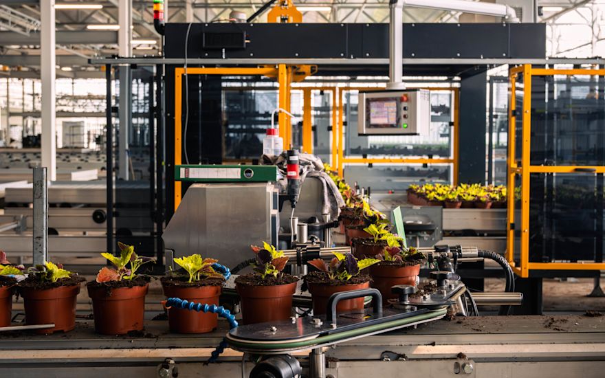 Gebr Grootscholten nursery