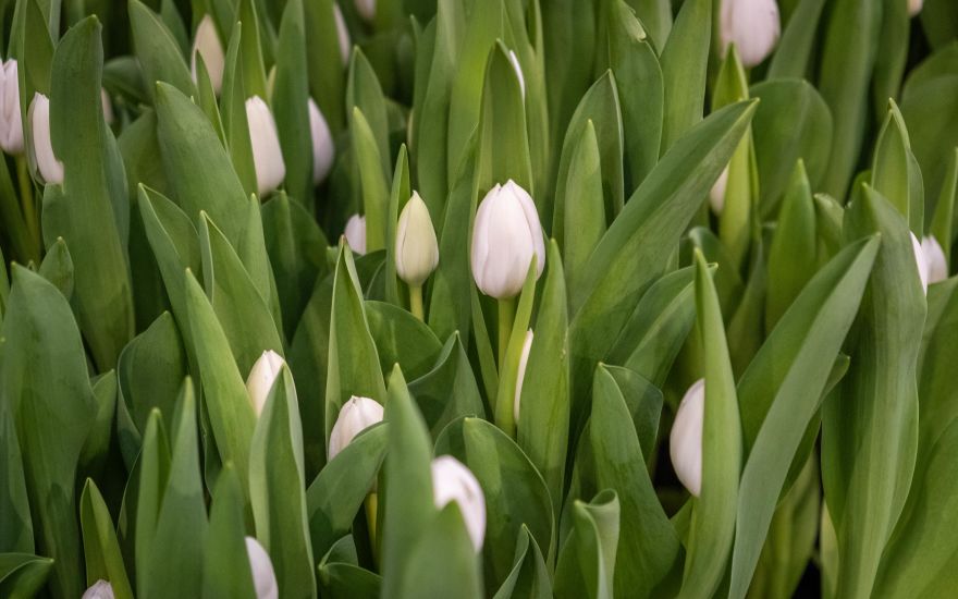 White tulips grower