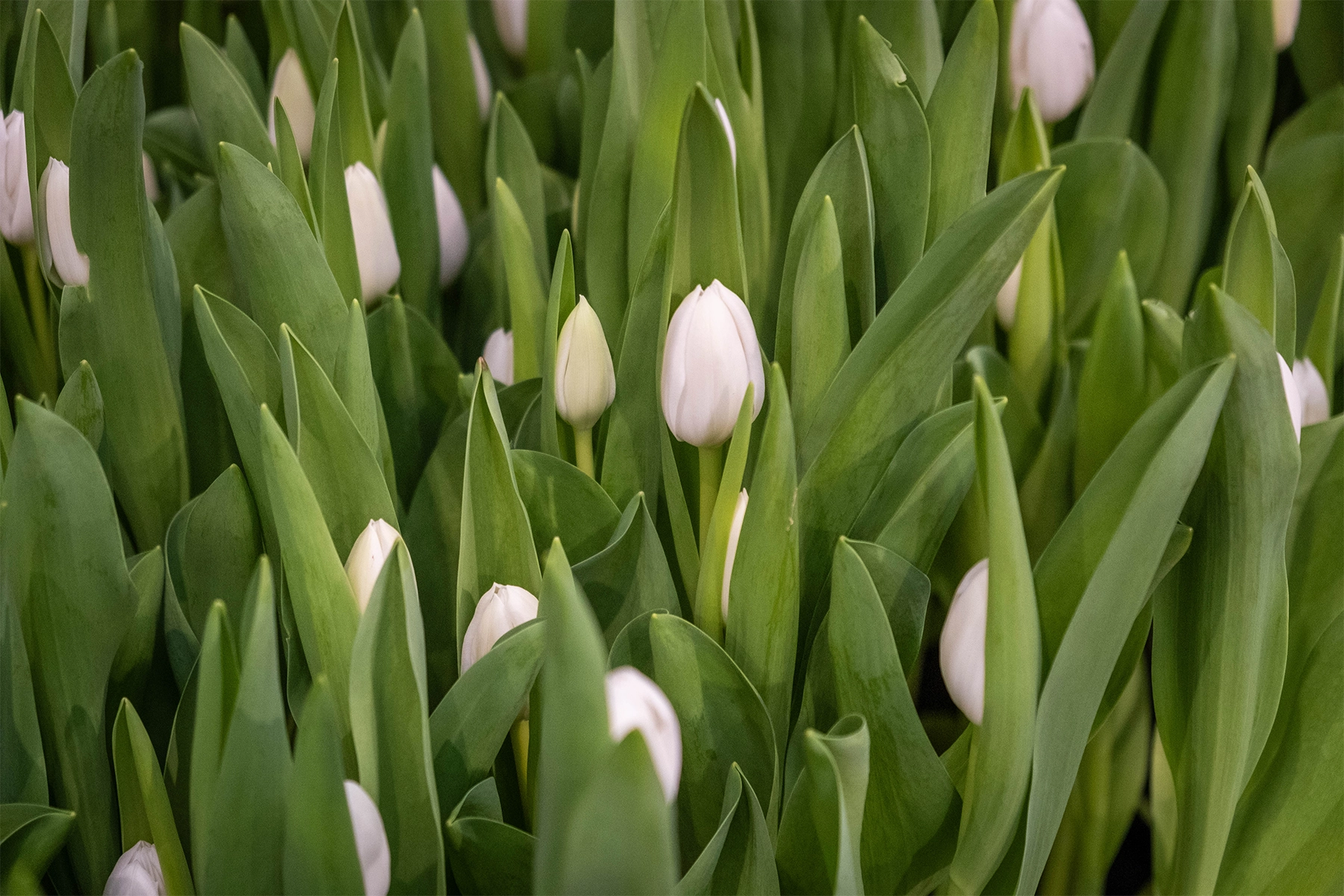 Coltivatore di tulipani bianchi