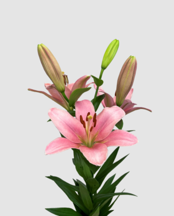 Li La Brindisie Extra 4+