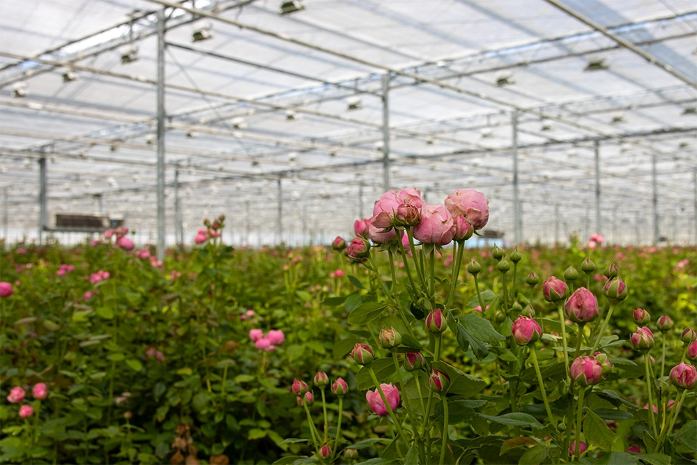 VDP-Fransen-trosrozen-kweker-0725-verkleind-40