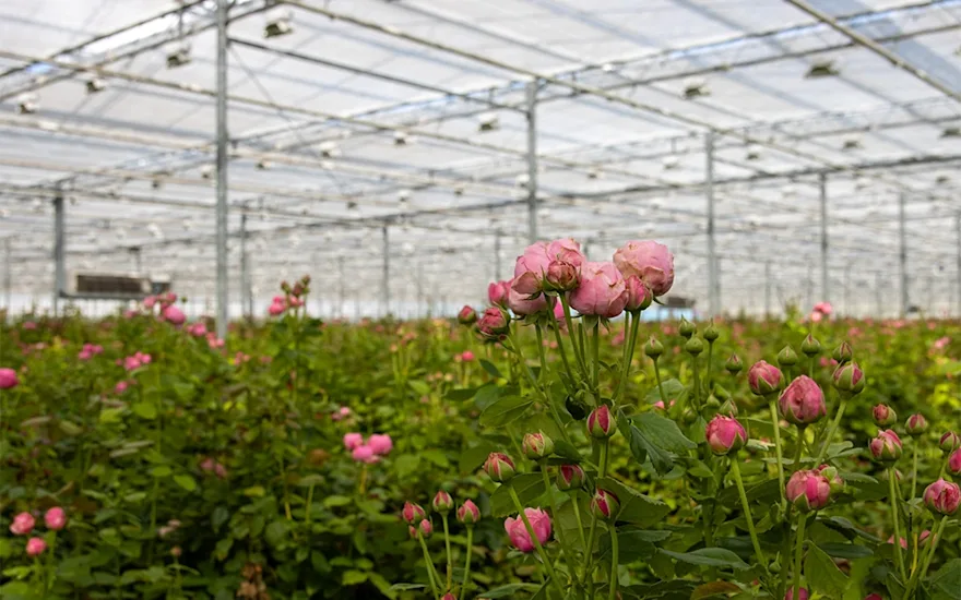 VDP-Fransen-trosrozen-kweker-0725-verkleind-40