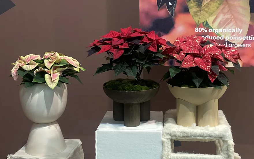 Kerstster-presentatie1.2