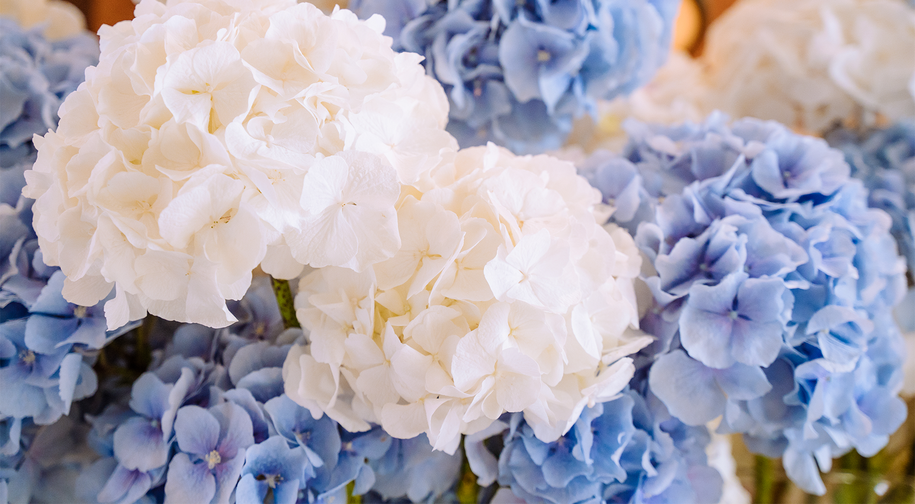 Hydrangea wedding
