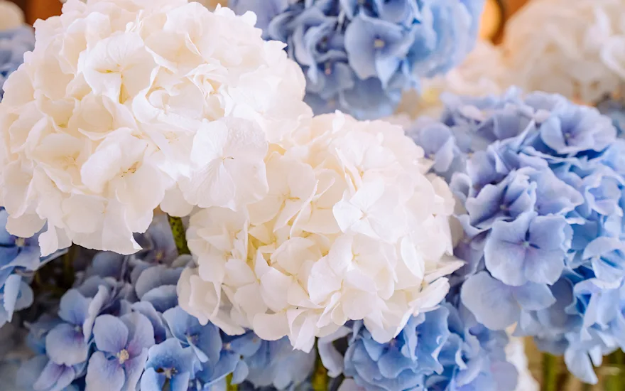 Hydrangea wedding