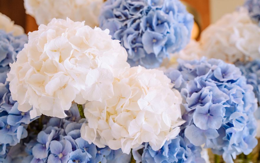 Hydrangea wedding