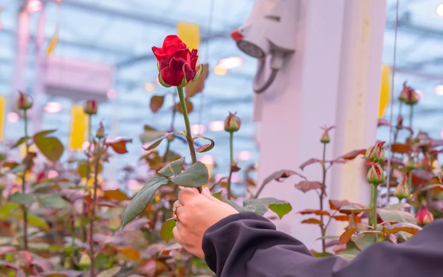 VDP-Porta Nova-kwekerbezoek-FUTURA-0925-58.2