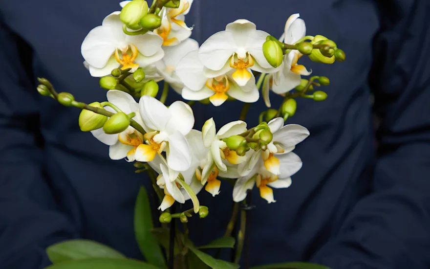 Orchidee human touch wit website P 1023 (2)