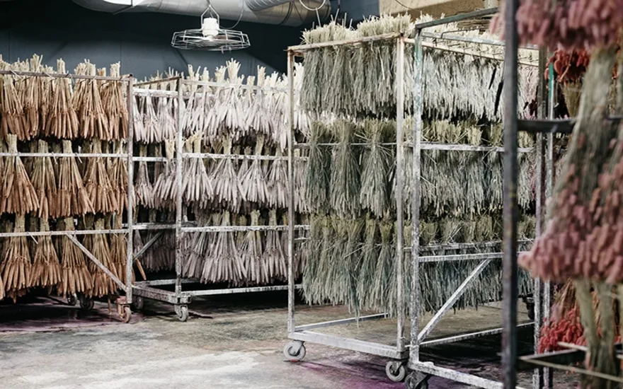 Gefärbte Trockenblumen in großen Mengen – direkt vom Produzenten