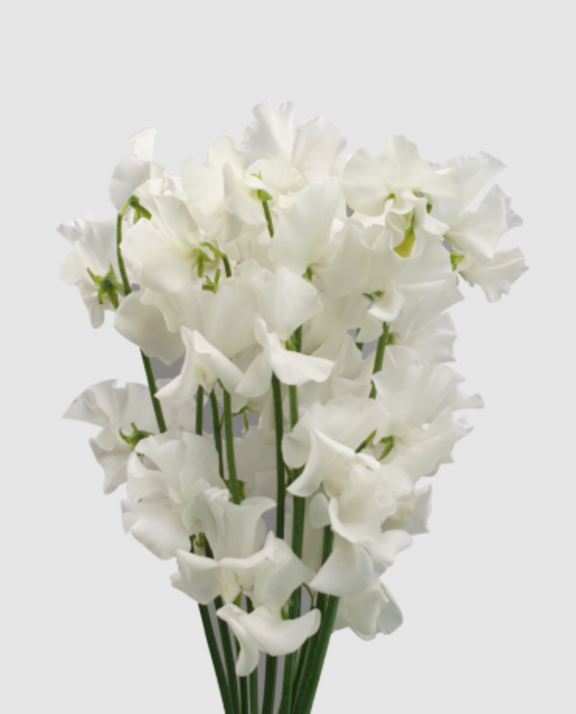 Lathyr Wi Suns White