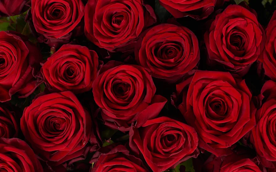 Rozen details red naomi website B 1124