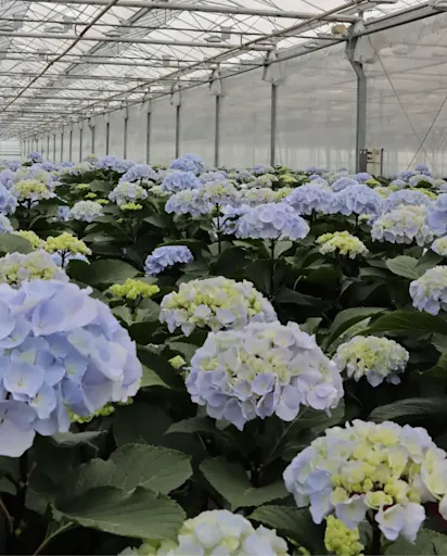 SubMenu Photoblock hydrangea