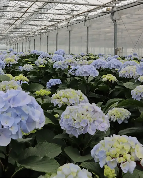 SubMenu Photoblock hydrangea