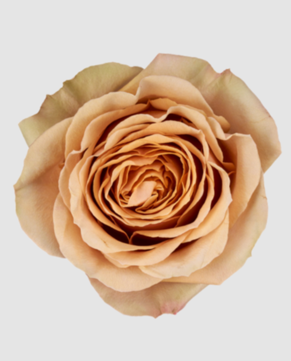 R Gr Garden Golden Mustard