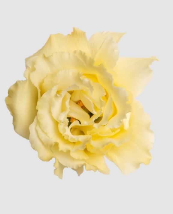 Eust G Alissa Yellow