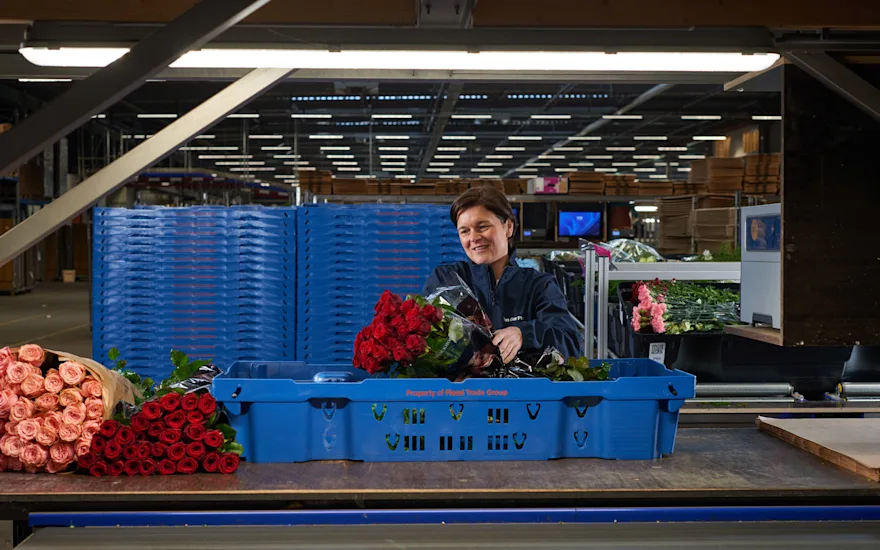 Medwerker inpak rode rozen krat website B 0324 (1) verkleind